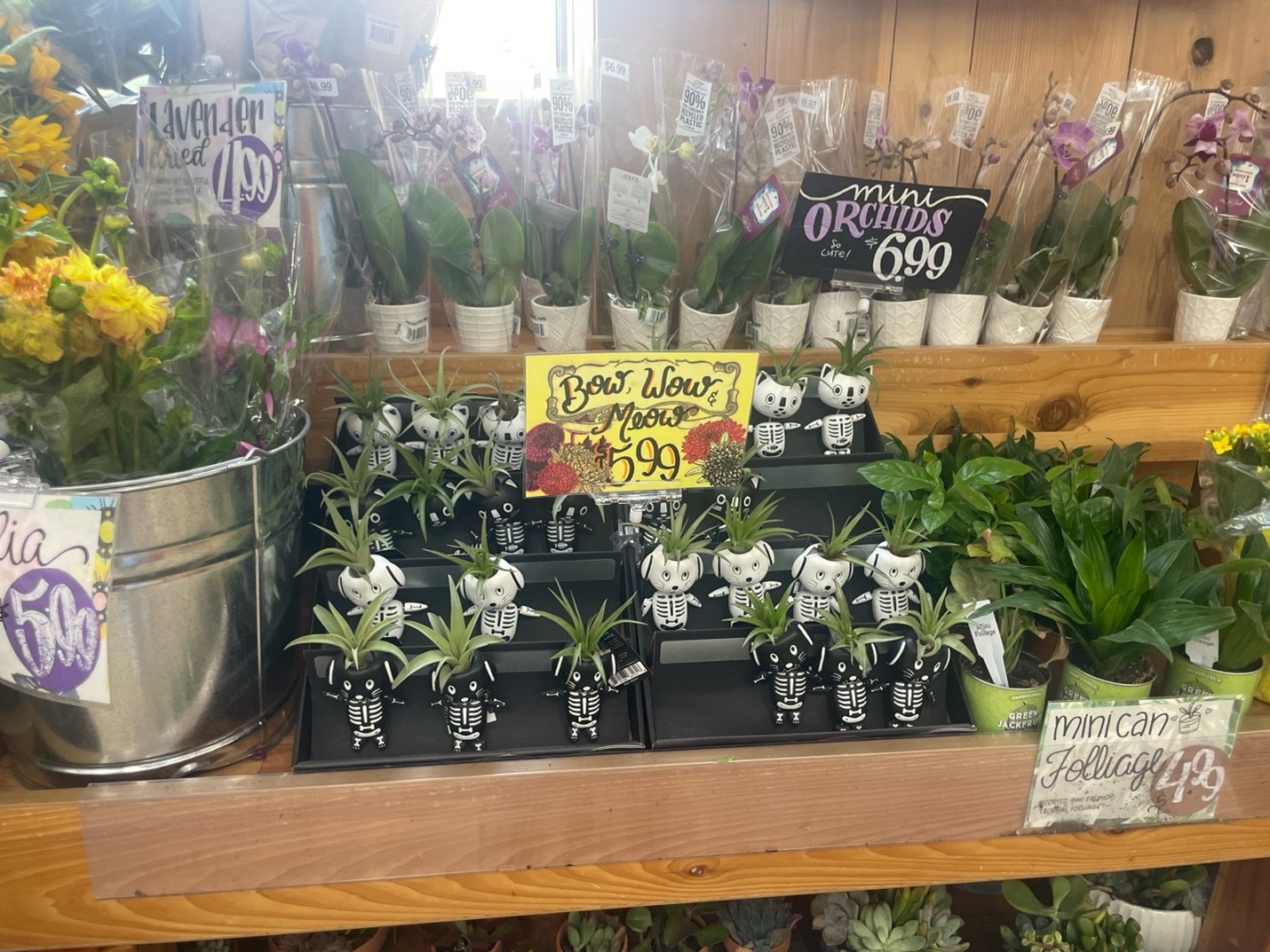 写真はTrader Joe’sに売っている植物ですが、家に招待して下さったお礼として買おうとしたものです。あまりにも好きすぎて、結局自分用になりました。。