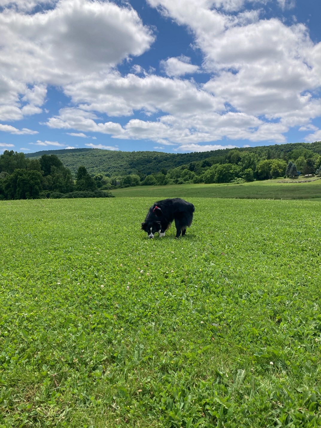 ここはアップステートニューヨークにある公園です。